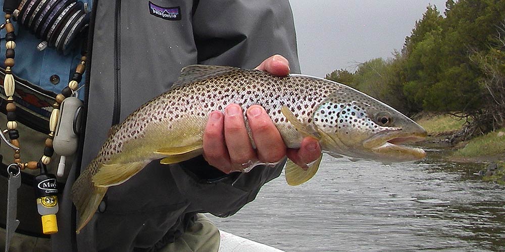 Nice Early Spring brown trout from the Yellowstone River