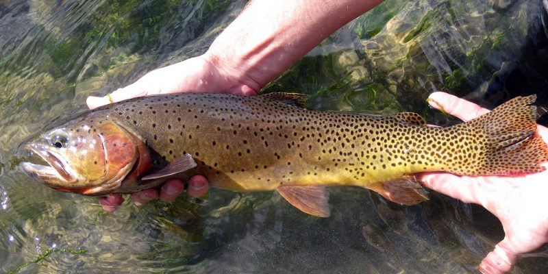 large late summer rainbow-cutthroat hybrid trout