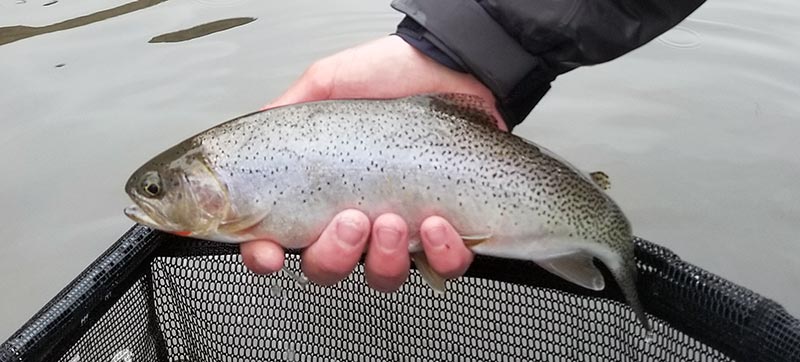 Lower Madison River westslope cutthroat trout