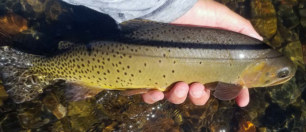 Montana small stream cutthroat trout