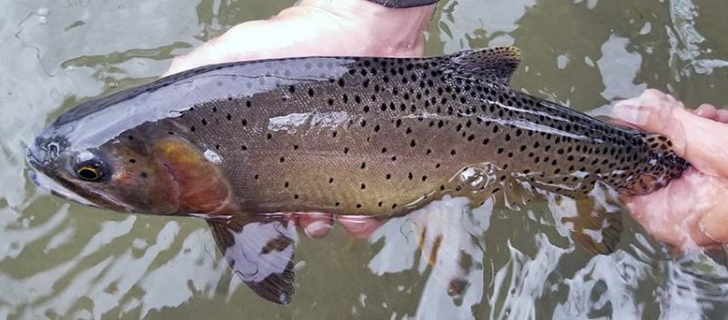 Chubby cutthroat trout from the Yellowstone River
