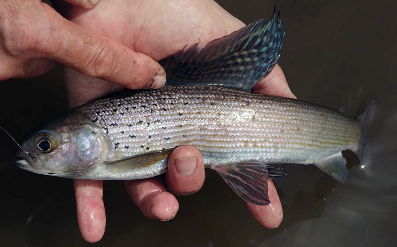 Cascade Lake grayling caught on a spring fishing trip in yellowstone