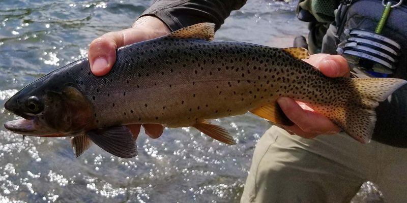Yellowstone cutthroat trout are a primary quarry on our Yellowstone Park fishing trips.