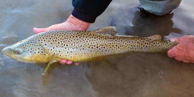 fall Yellowstone Park brown trout