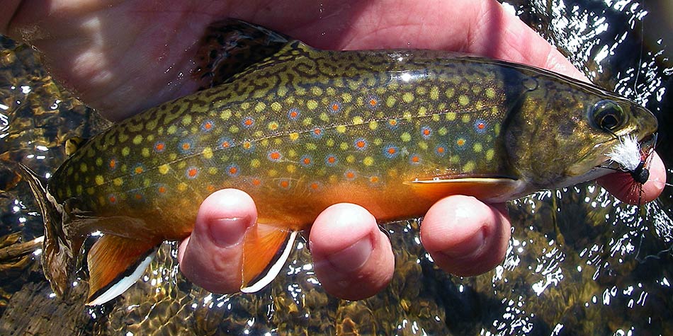 Yellowstone beginner fly fishing trips often target small brook trout.