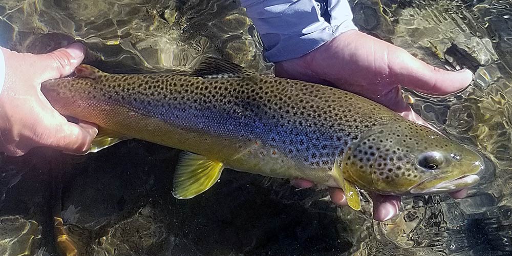 large montana custom fishing trip brown