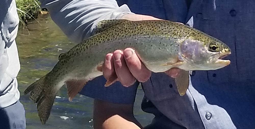 lower madison river rainbow trout