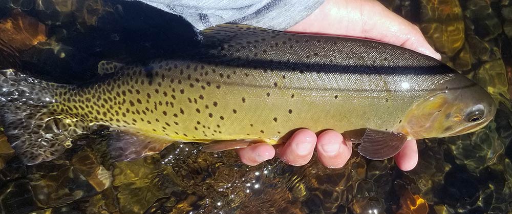 Cutthroat trout caught fishing montana small streams