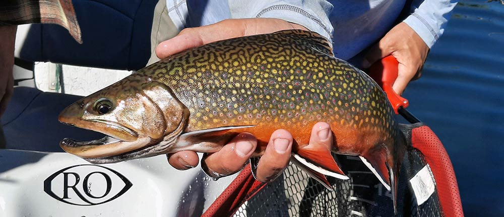 large brook trout from a montana private lake