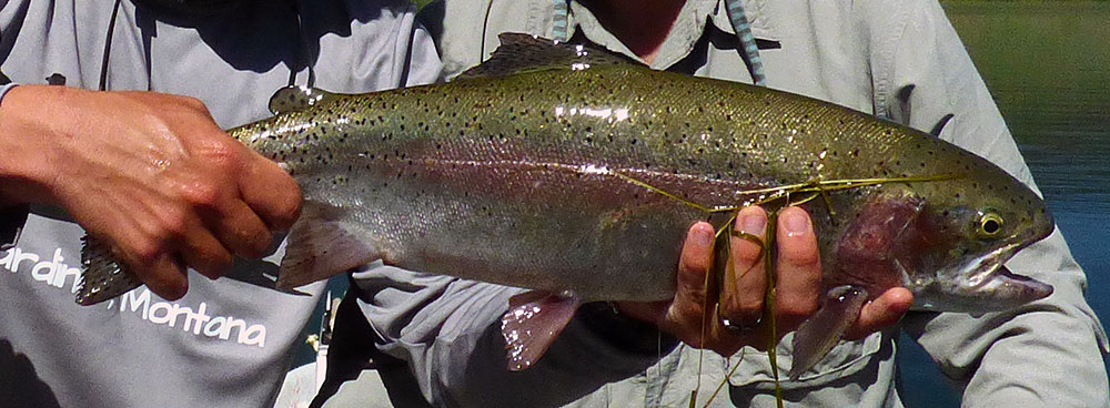 exceptional private lake trout in montana