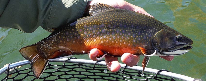 fat, colorful montana private lake brook trout
