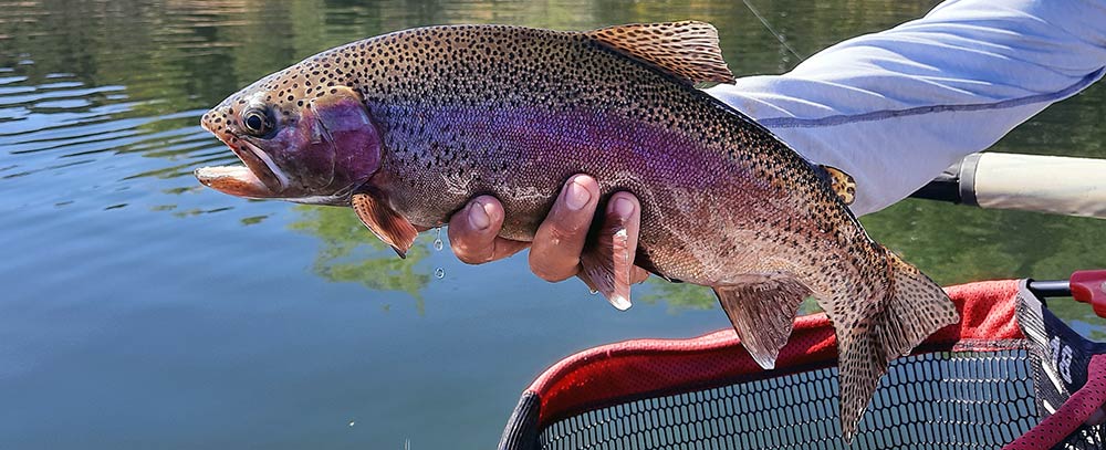 large montana private lake rainbow trout