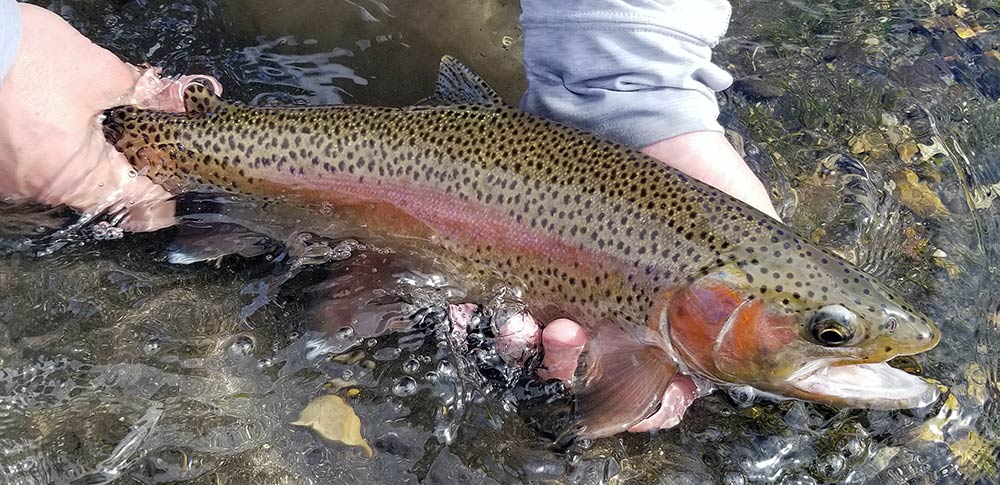 spring creek rainbow trout