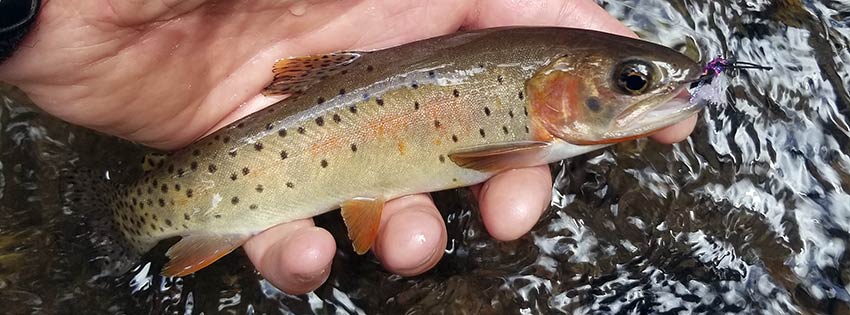 small pretty cutthroat trout