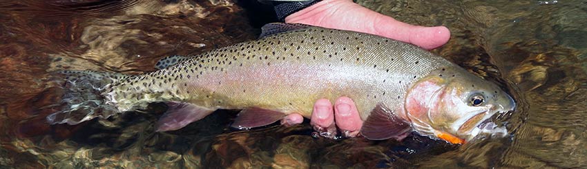 large cutthroat trout from slough creek