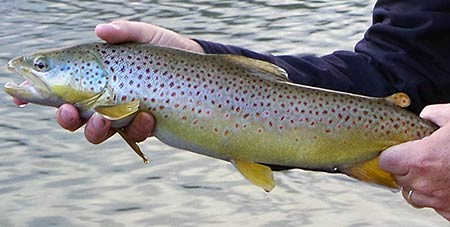late fall yellowstone park brown trout