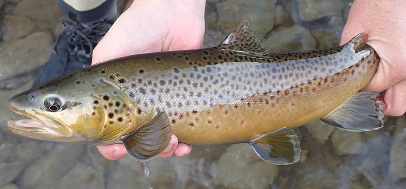 brown trout caught on an October fishing trip in Yellowstone