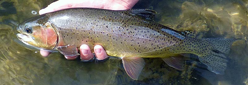 Fall Yellowstone Park cutthroat trout