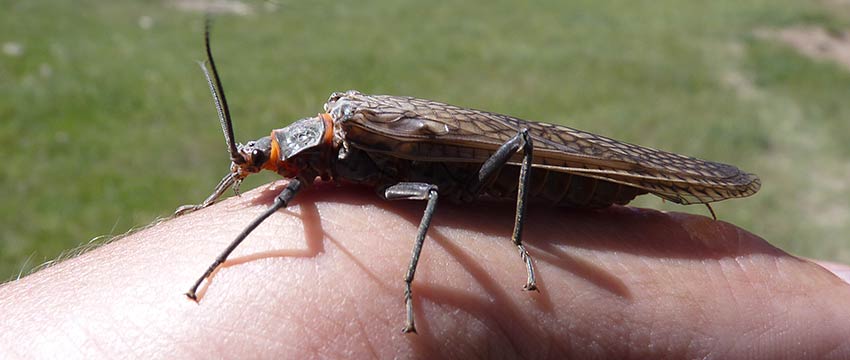 adult salmonfly