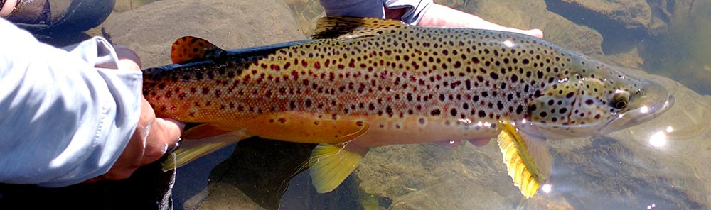 large sitz ranch brown trout