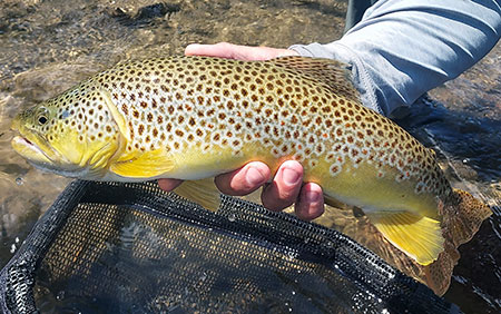 large late summer brown from the Stillwater River