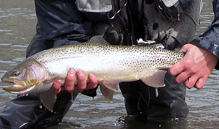 huge early spring trout