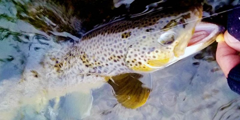 large fall-run brown trout