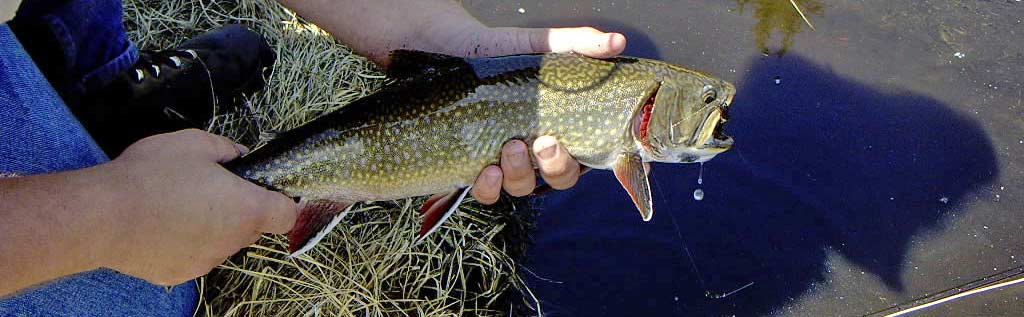 large brook trout