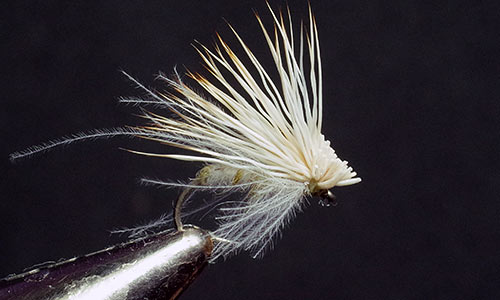 White Miller caddisfly