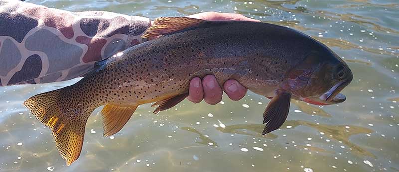 large early fall cutthroat trout