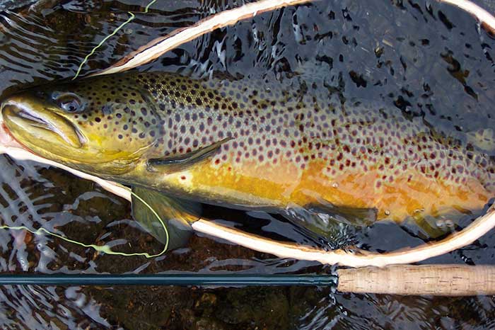 colored up fall brown trout