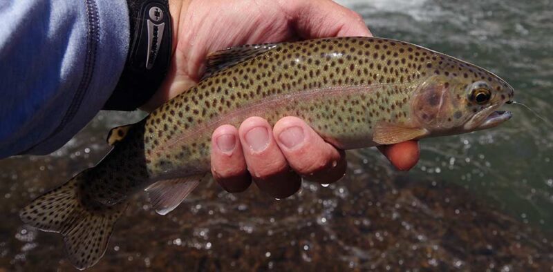 gardner river rainbow trout