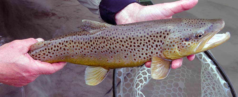 gardner river brown trout