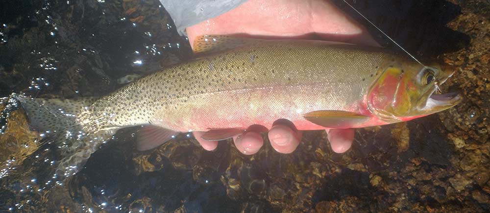 westslope cutthroat trout from Gibbon River