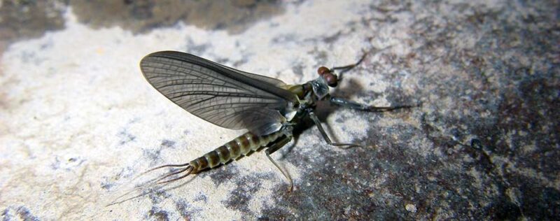 western green drake mayfly