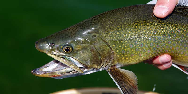 montana lake brook trout