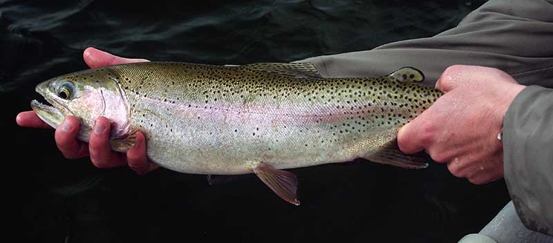 montana lake rainbow trout