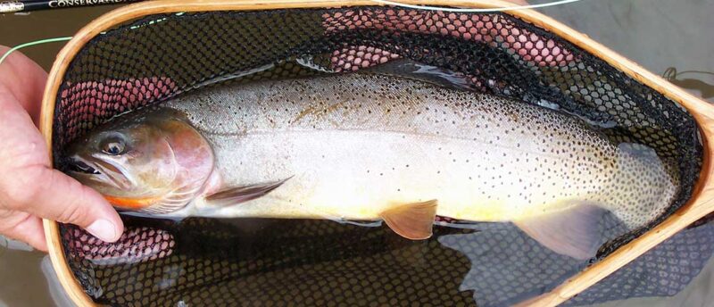 typical yellowstone cutthroat from soda butte creek