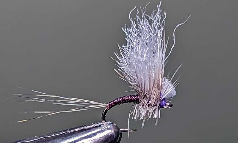 purple pennant dun fly