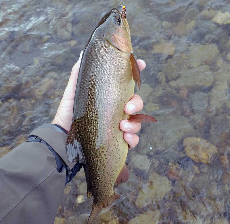 large fall rainbow trout