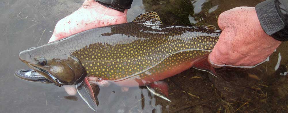 exceptional private lake brook trout