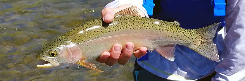 stillwater river rainbow trout