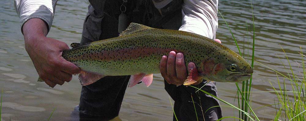 huge rainbow trout