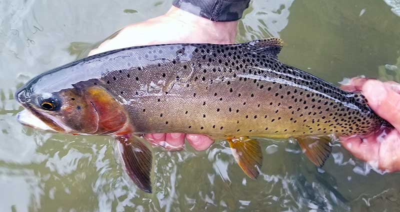 beautiful native cutthroat trout are a highlight of Yellowstone Park fishing trips
