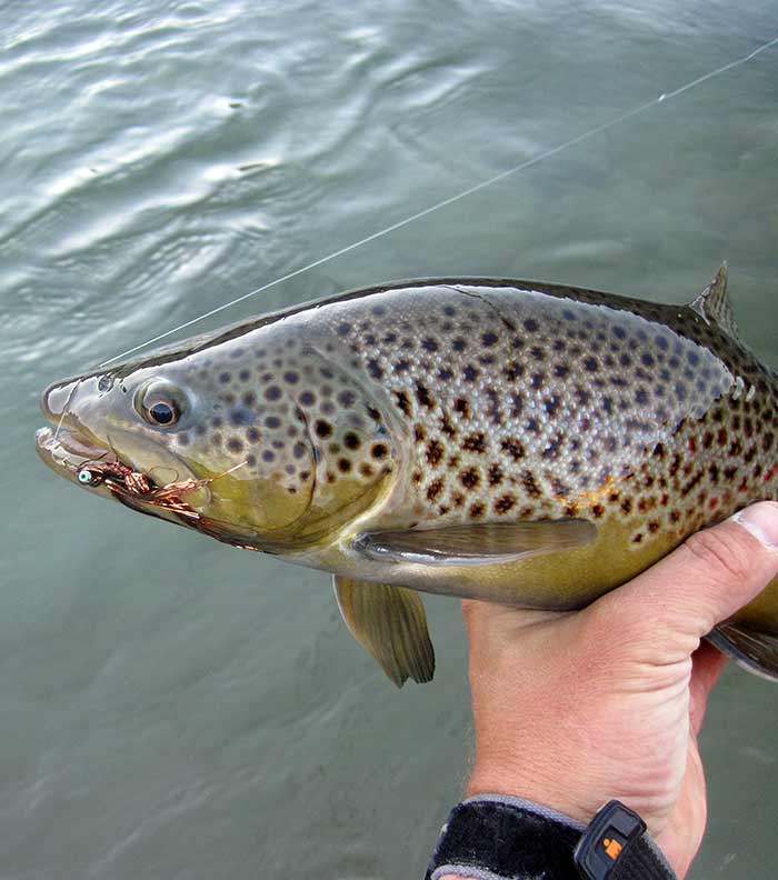 late fall brown trout