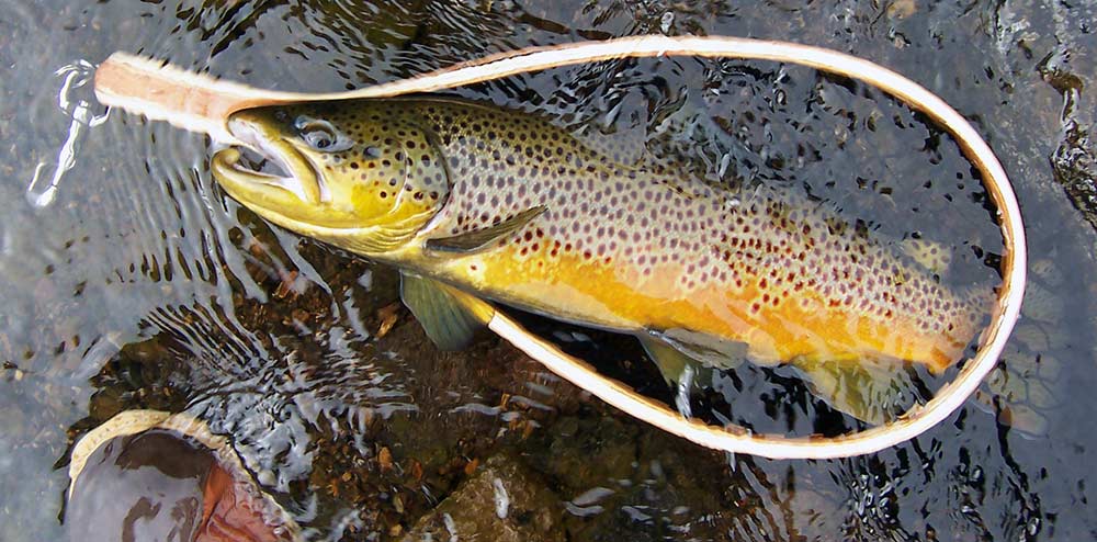 large late autumn brown trout