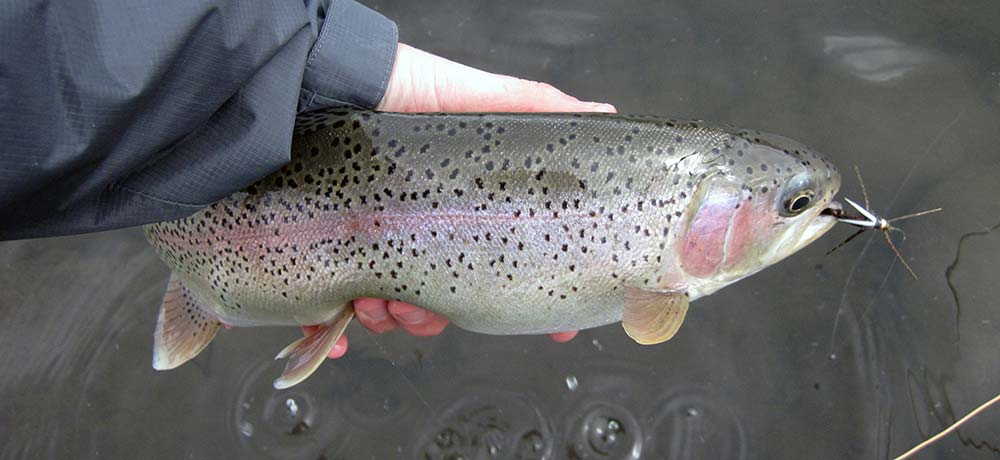 winter rainbow trout