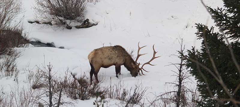 winter elk