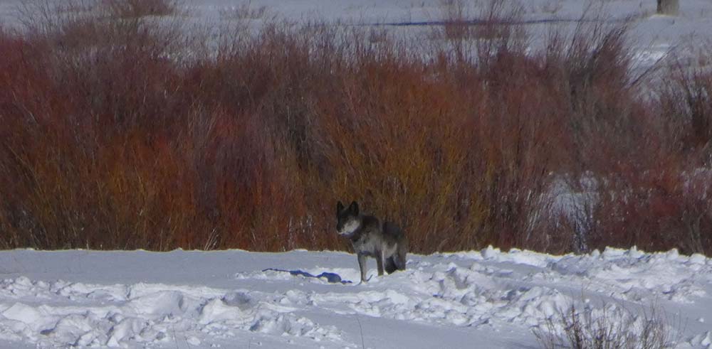 winter wolf in Yellowstone Park