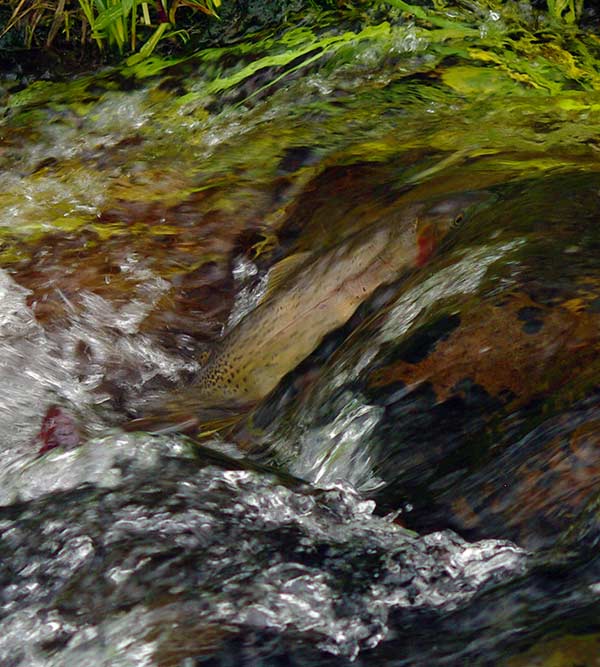 purely illustrative fishing image